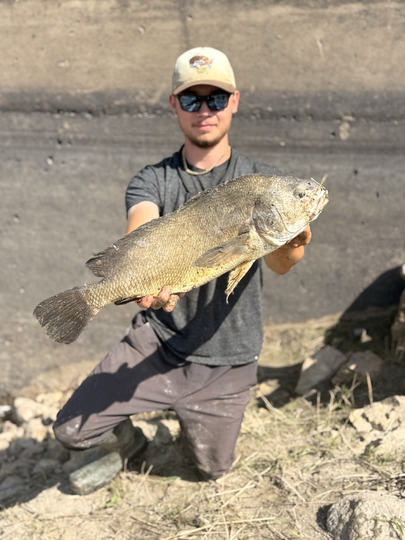 Freshwater Drum