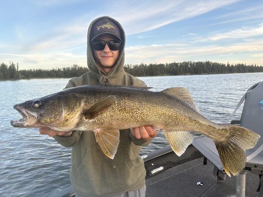 Walleye
