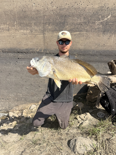 Freshwater Drum