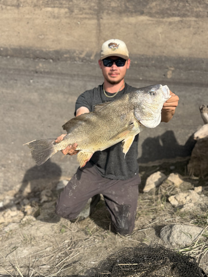 Freshwater Drum