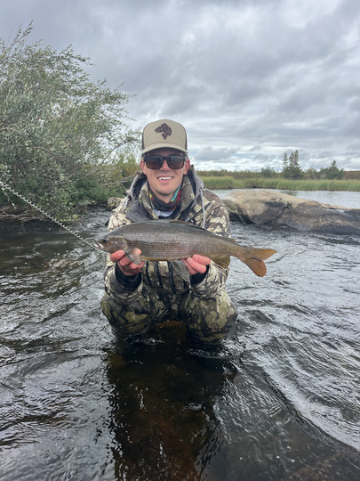 Arctic Grayling