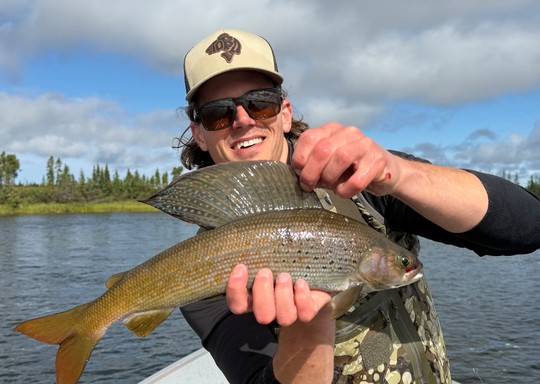 Arctic Grayling