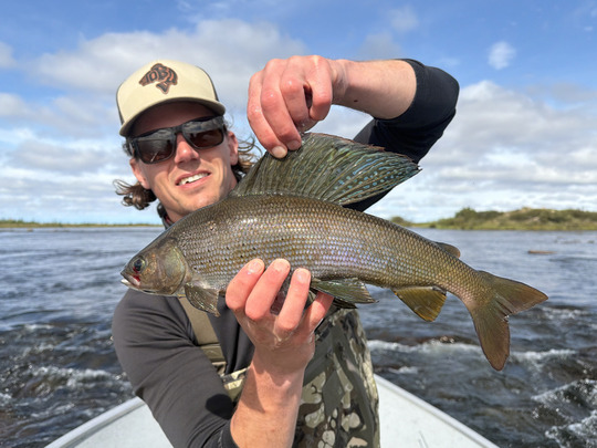 Arctic Grayling