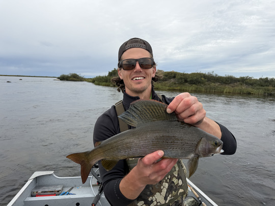 Arctic Grayling