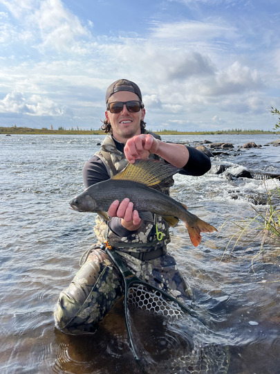 Arctic Grayling