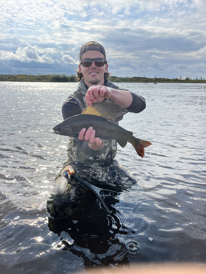 Arctic Grayling