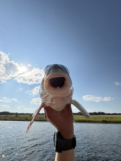 Sucker