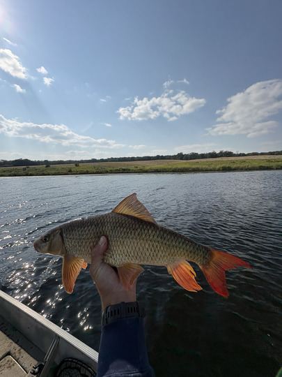Sucker