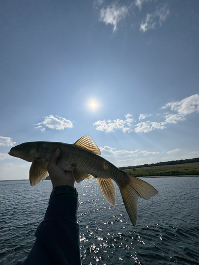 Sucker