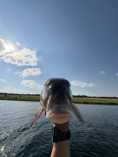 Sucker