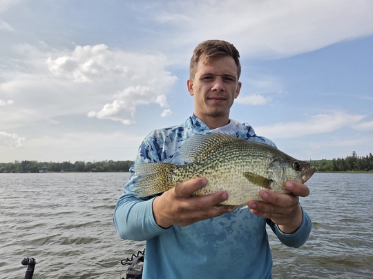 Black Crappie