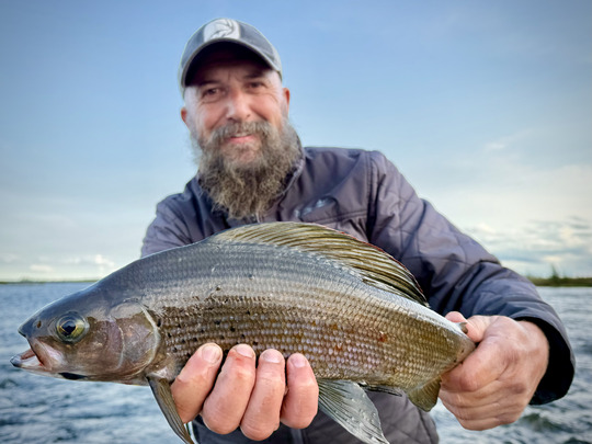 Arctic Grayling