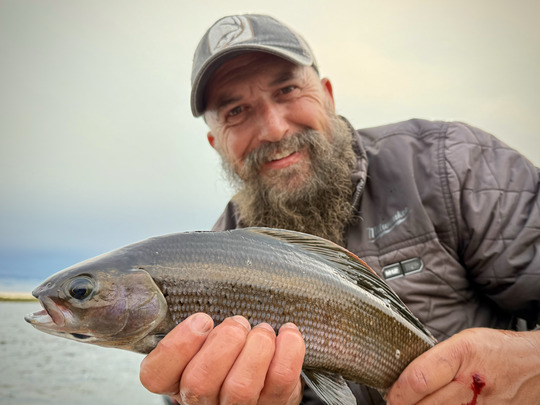 Arctic Grayling