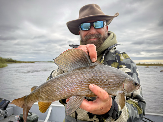 Arctic Grayling