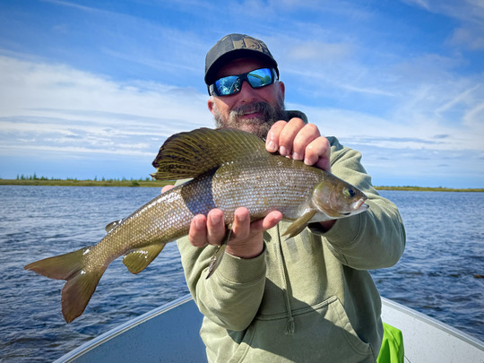 Arctic Grayling