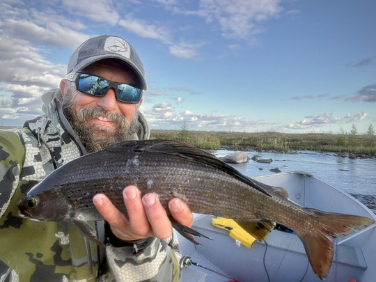 Arctic Grayling