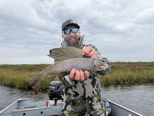 Arctic Grayling