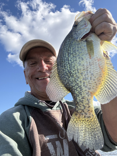 Black Crappie