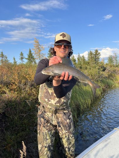 Arctic Grayling