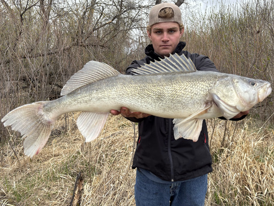 Walleye