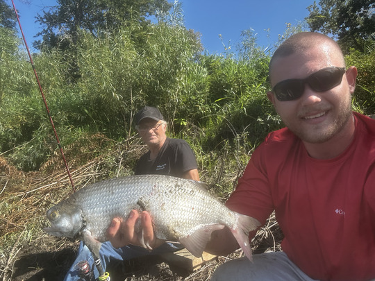 Goldeye