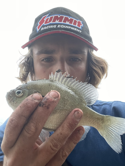 Sunfish