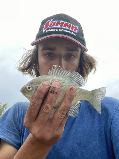 Sunfish