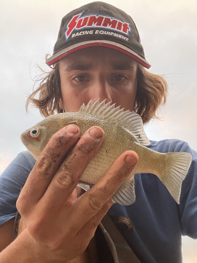 Sunfish