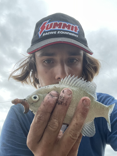Sunfish