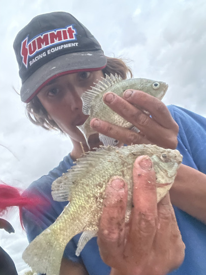 Sunfish