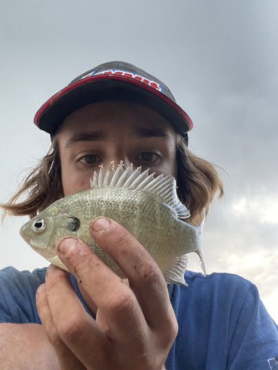 Sunfish