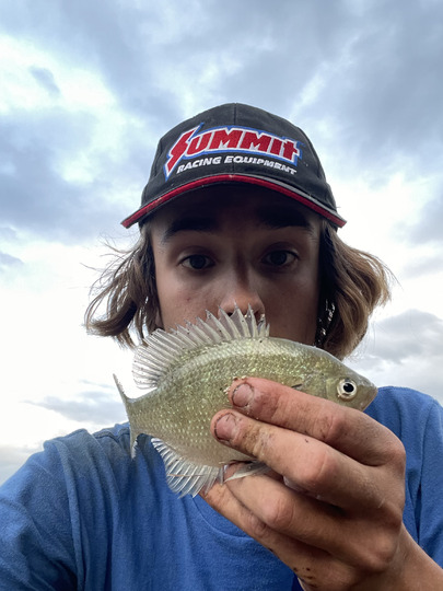Sunfish