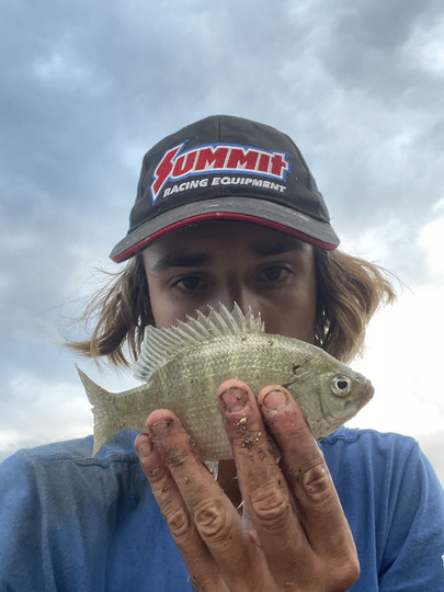 Sunfish