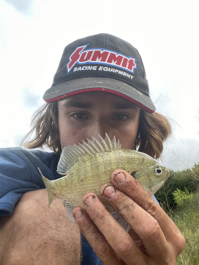 Sunfish