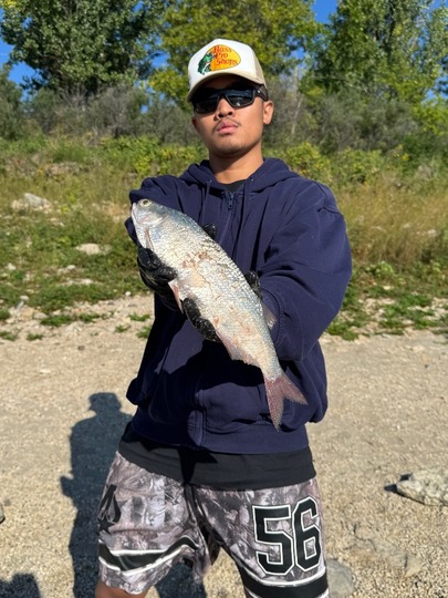 Goldeye