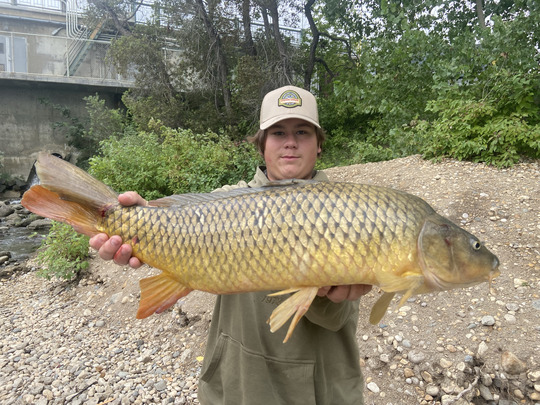 Common Carp