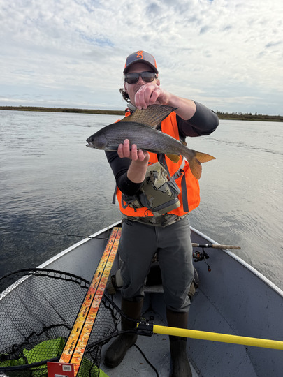 Arctic Grayling