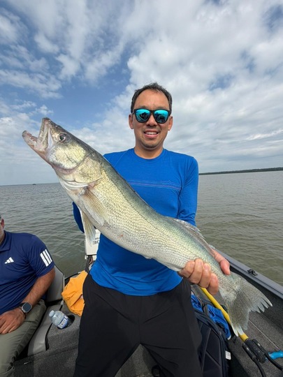 Walleye