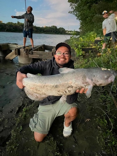 Channel Catfish