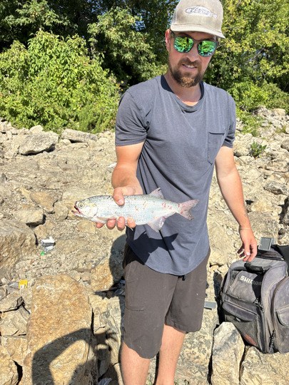 Goldeye