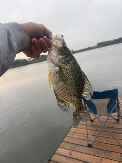 Black Crappie