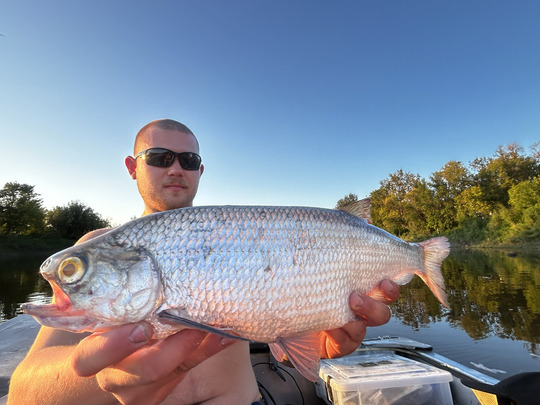 Goldeye