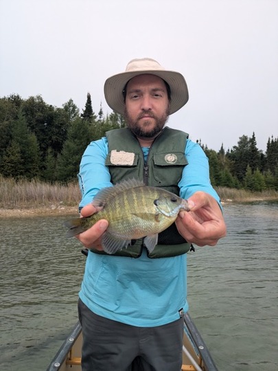 Sunfish