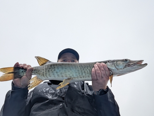 Muskellunge