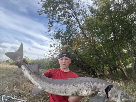 Lake Sturgeon