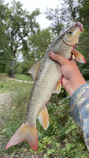 Sucker