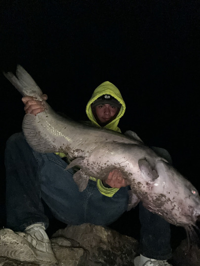 Channel Catfish