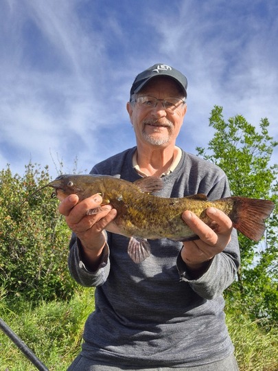 Bullhead