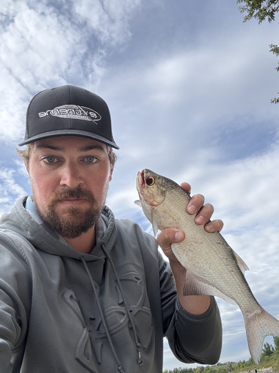 Goldeye
