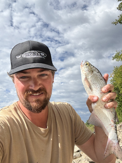 Goldeye